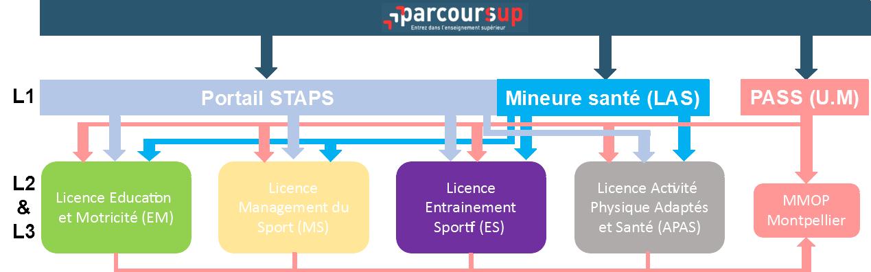 parcours STAPS UPVD